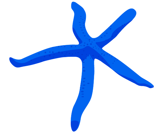 Starfish Illustration